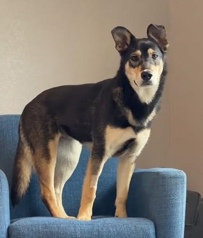 Enlarge Melody, a Adoptable mixed breed in Portola, CA image 3/3
