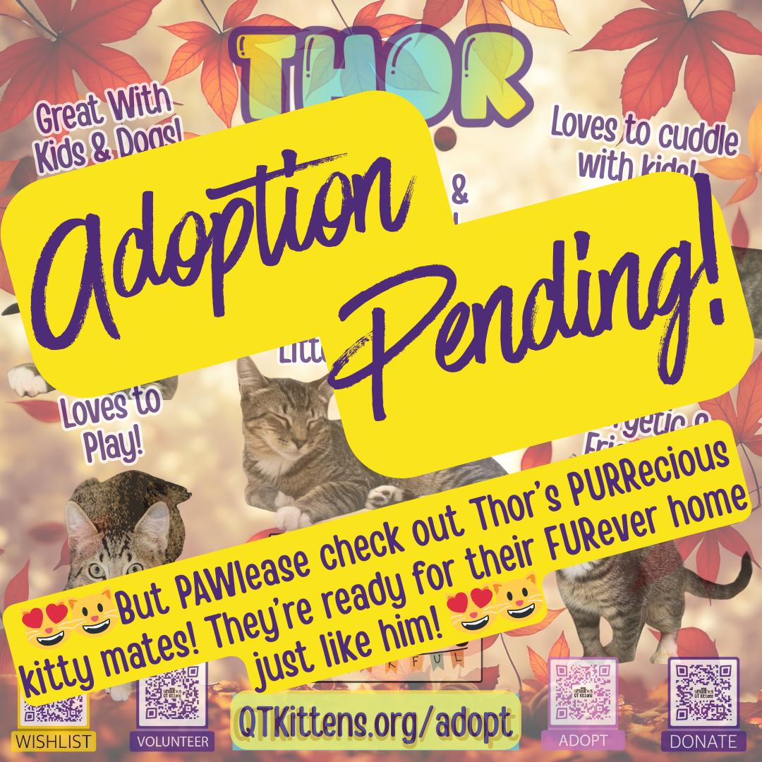 Enlarge Thor, a Adopted Domestic Short Hair in Naples, FL image 1/3