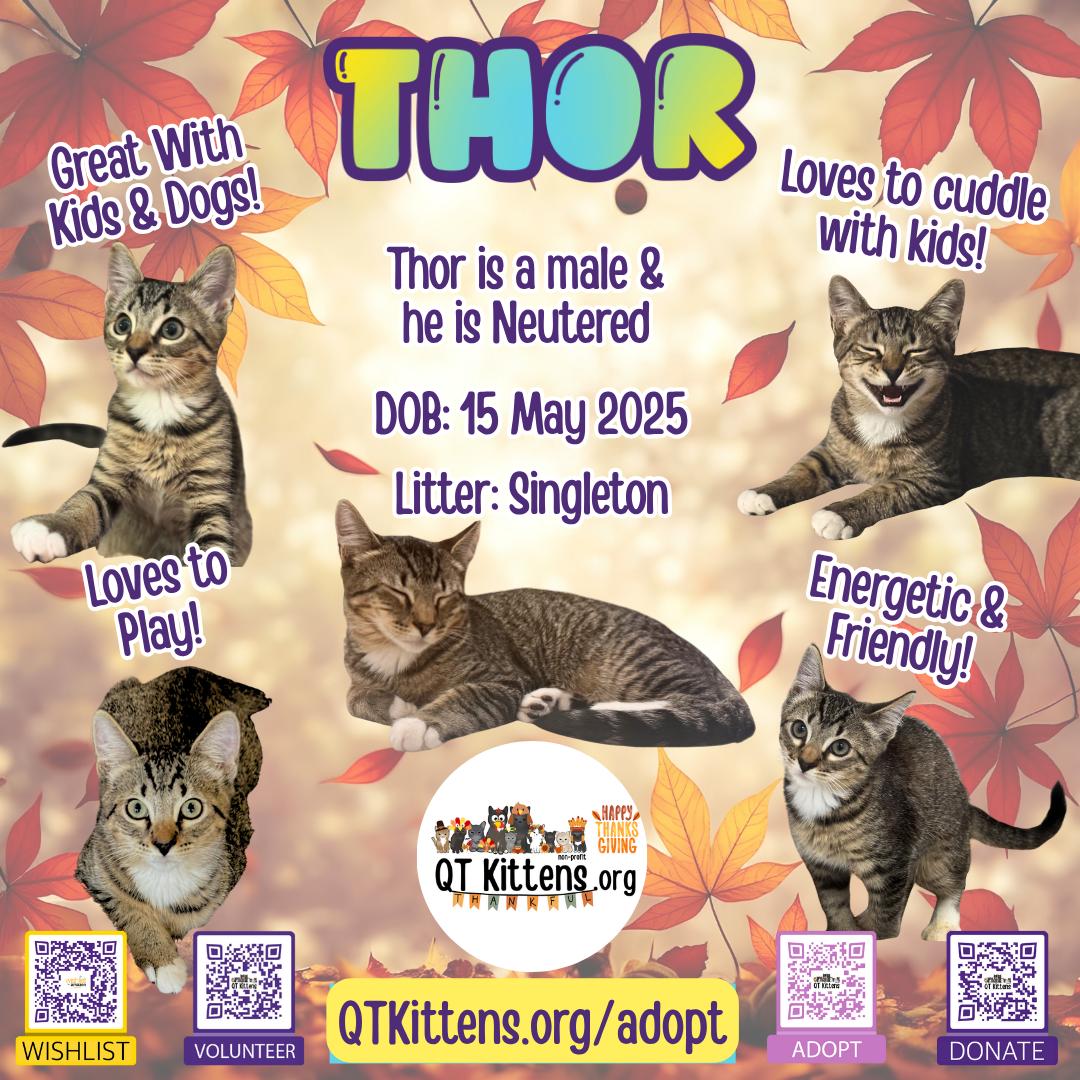 Enlarge Thor, a Adopted Domestic Short Hair in Naples, FL image 2/3