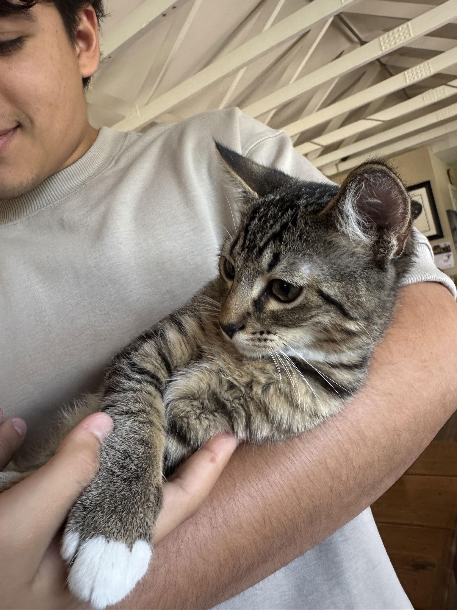 Enlarge Thor, a Adopted Domestic Short Hair in Naples, FL image 3/3