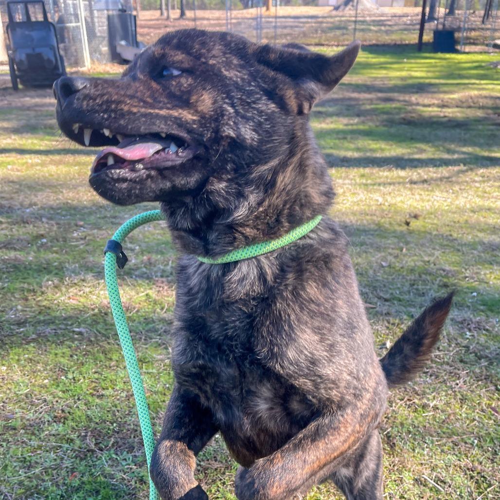 Bengal, Adoptable, Adult Male Mixed Breed.