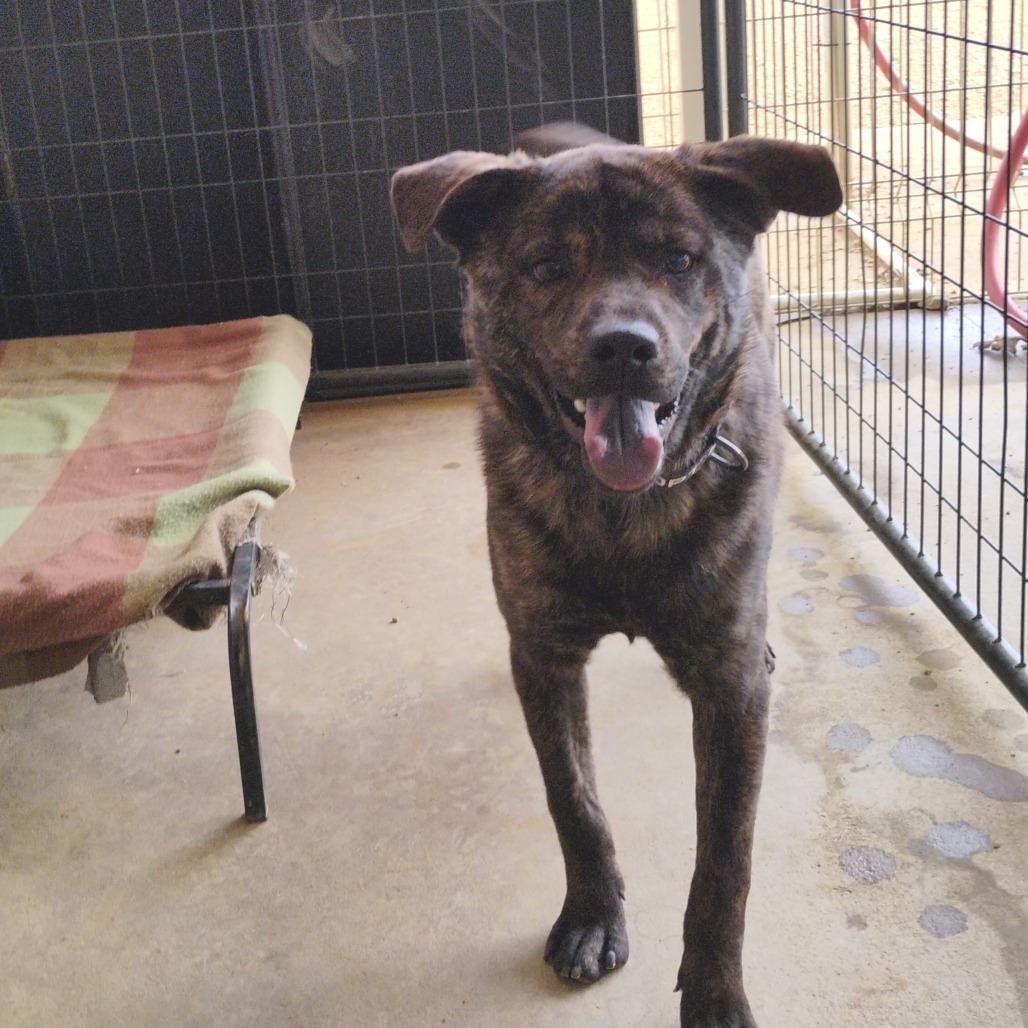 Enlarge Bengal, a Adoptable Mixed Breed in Bentonville, AR image 2/5