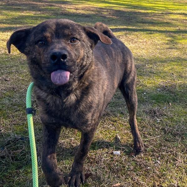 Enlarge Bengal, a Adoptable Mixed Breed in Bentonville, AR image 3/5