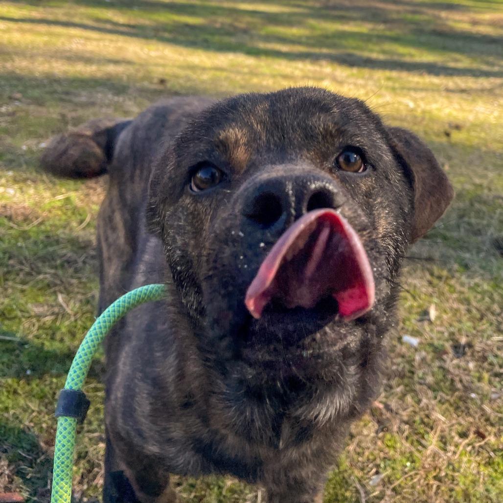 Enlarge Bengal, a Adoptable Mixed Breed in Bentonville, AR image 4/5