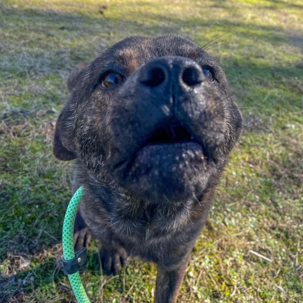 Enlarge Bengal, a Adoptable Mixed Breed in Bentonville, AR image 5/5