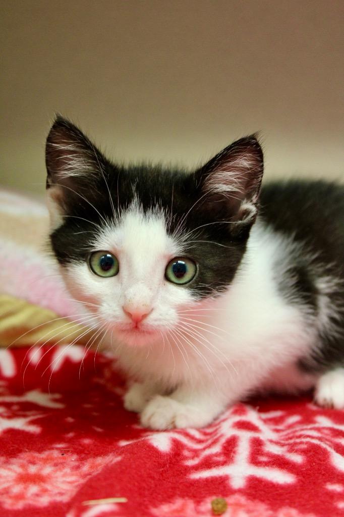 Banana Pepper, Adoptable, Kitten Female Domestic Short Hair.