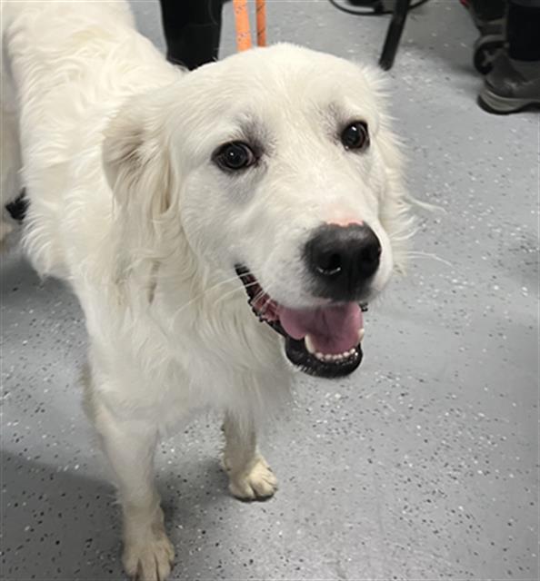 Enlarge WINTER, a Adoptable Great Pyrenees in Casper, WY image 1/1