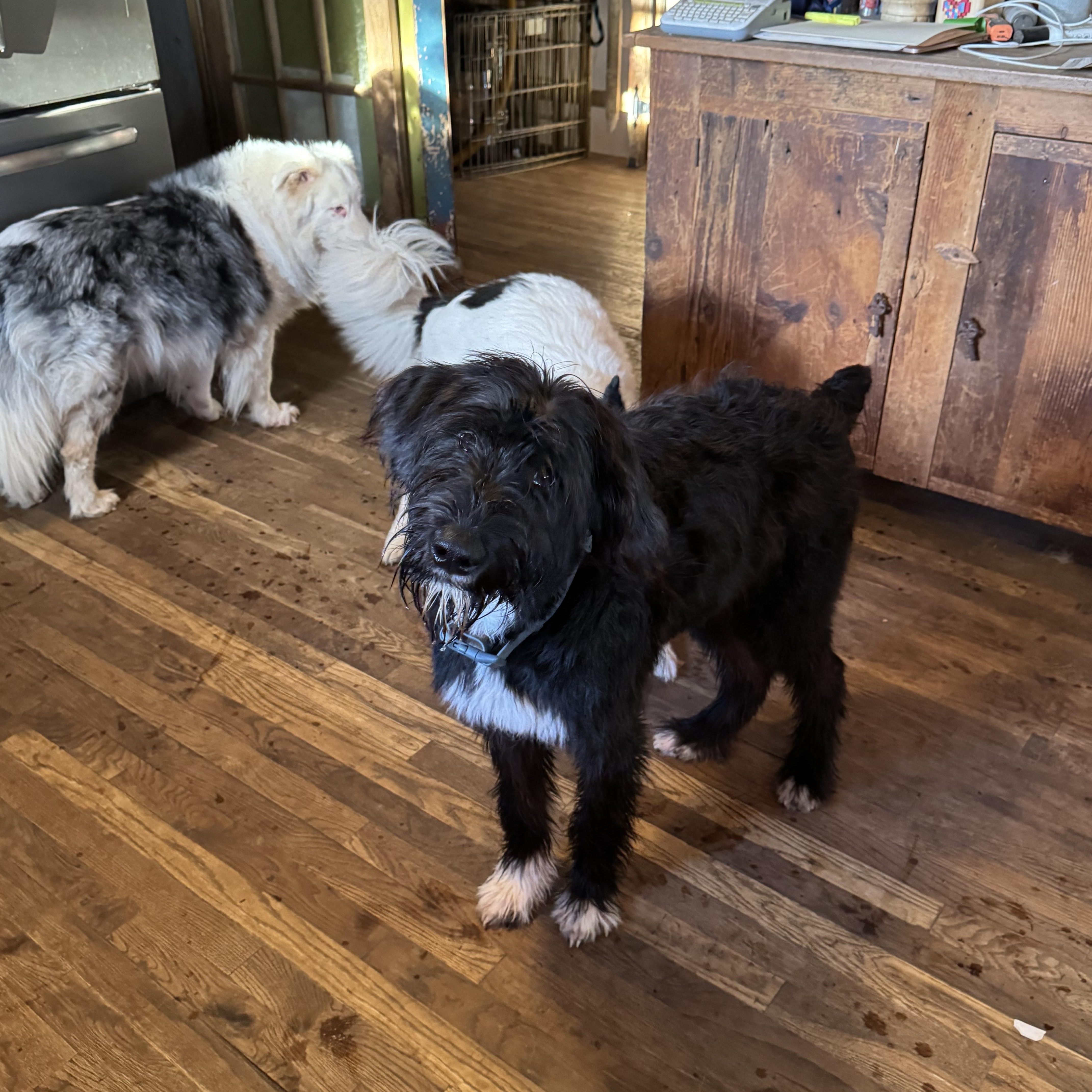 Milo, adopted, Young Male Giant Schnauzer.