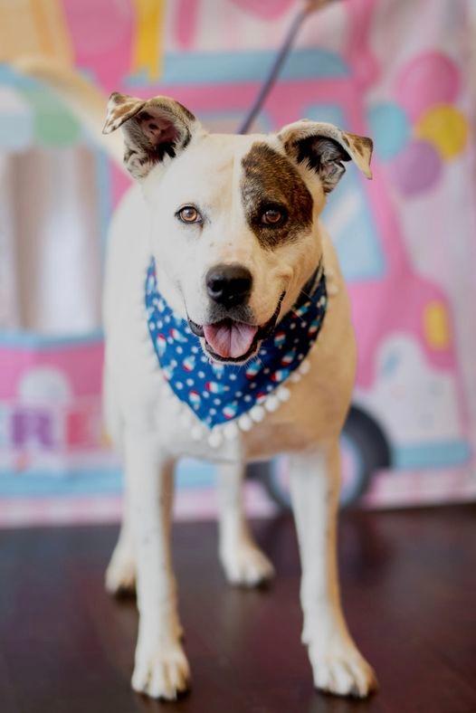 Pattie, Adoptable, Senior Female Catahoula Leopard Dog & Mixed Breed.