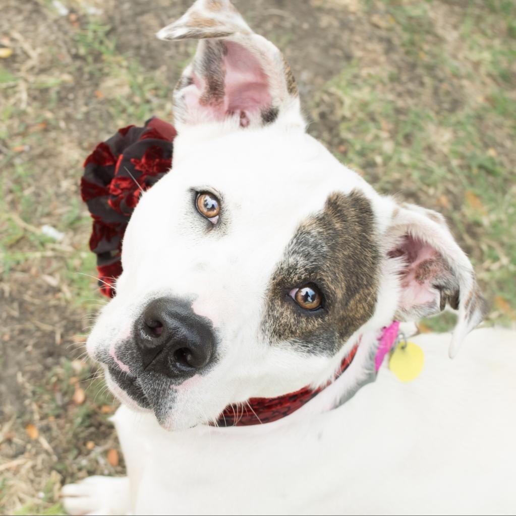 Enlarge Pattie, a Adoptable mixed breed in Seagoville, TX image 3/6