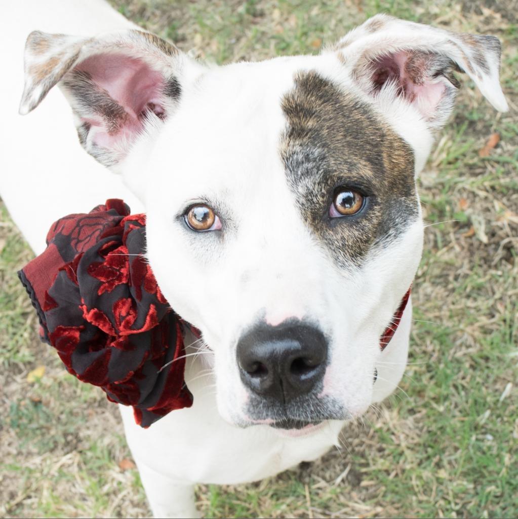 Enlarge Pattie, a Adoptable mixed breed in Seagoville, TX image 2/4