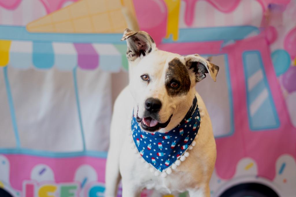 Enlarge Pattie, a Adoptable mixed breed in Seagoville, TX image 3/4