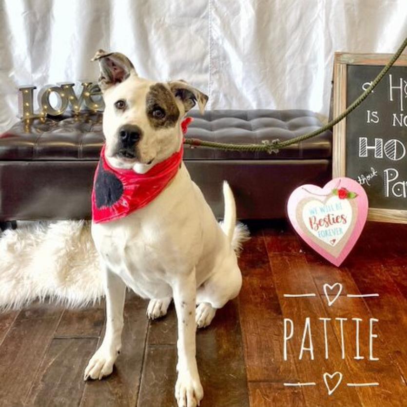 Enlarge Pattie, a Adoptable mixed breed in Seagoville, TX image 4/6