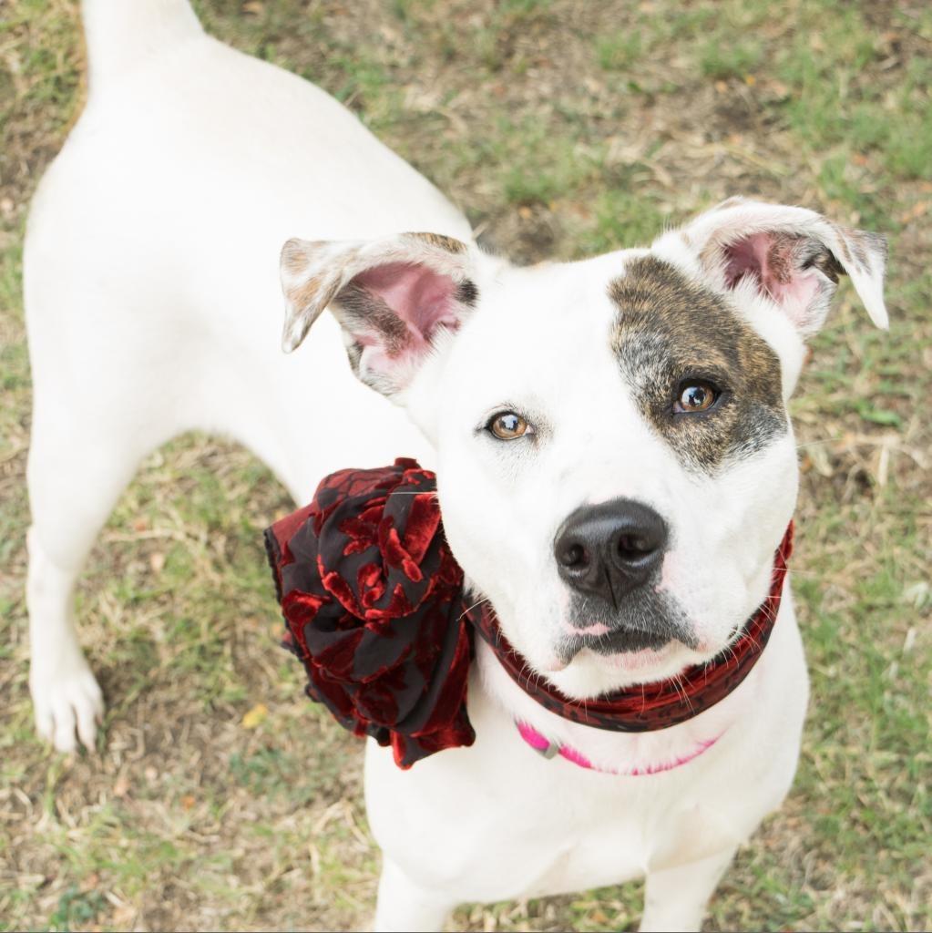Enlarge Pattie, a Adoptable mixed breed in Seagoville, TX image 6/6