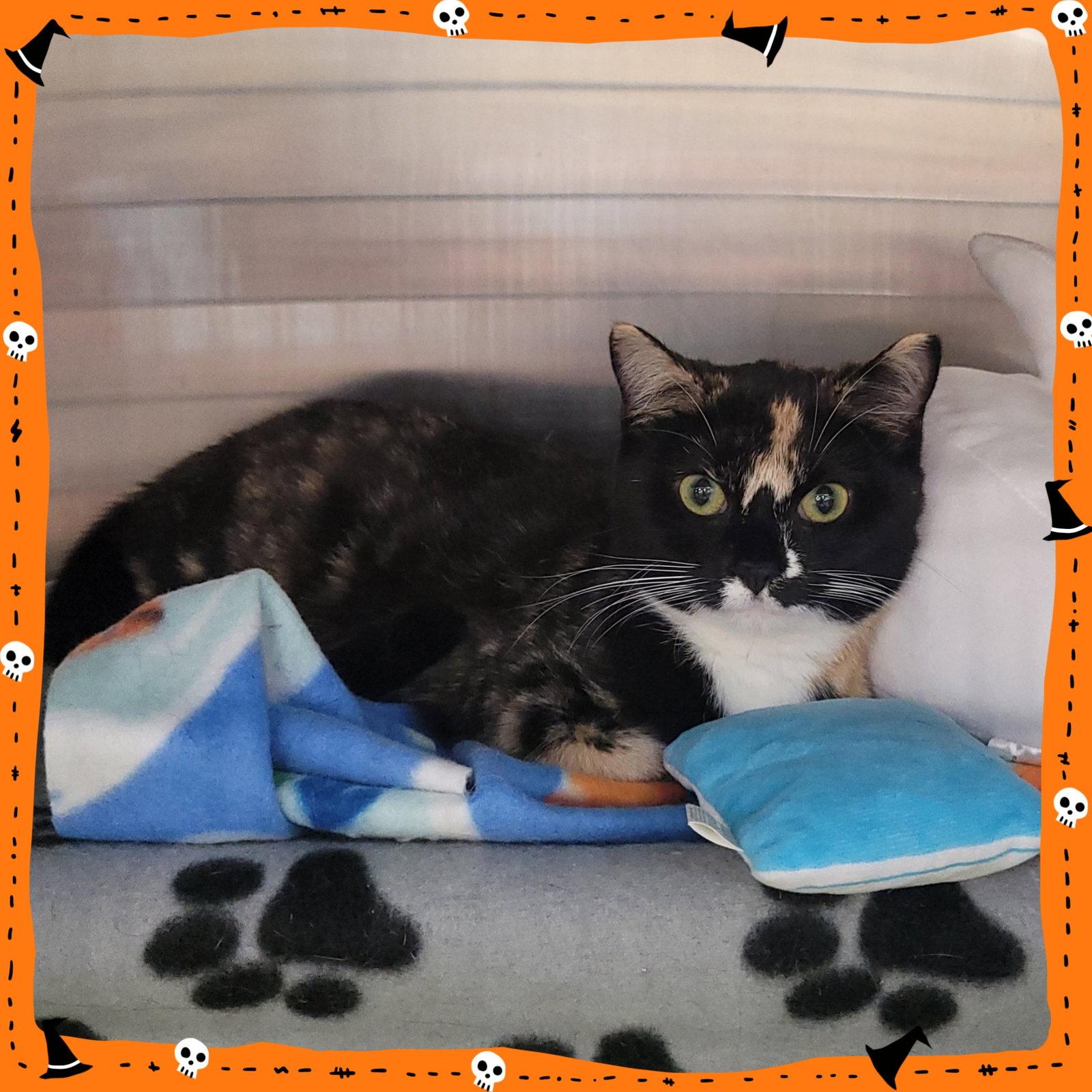 Bee Litter: CUCKOO, Adoptable, Young Female Domestic Short Hair.