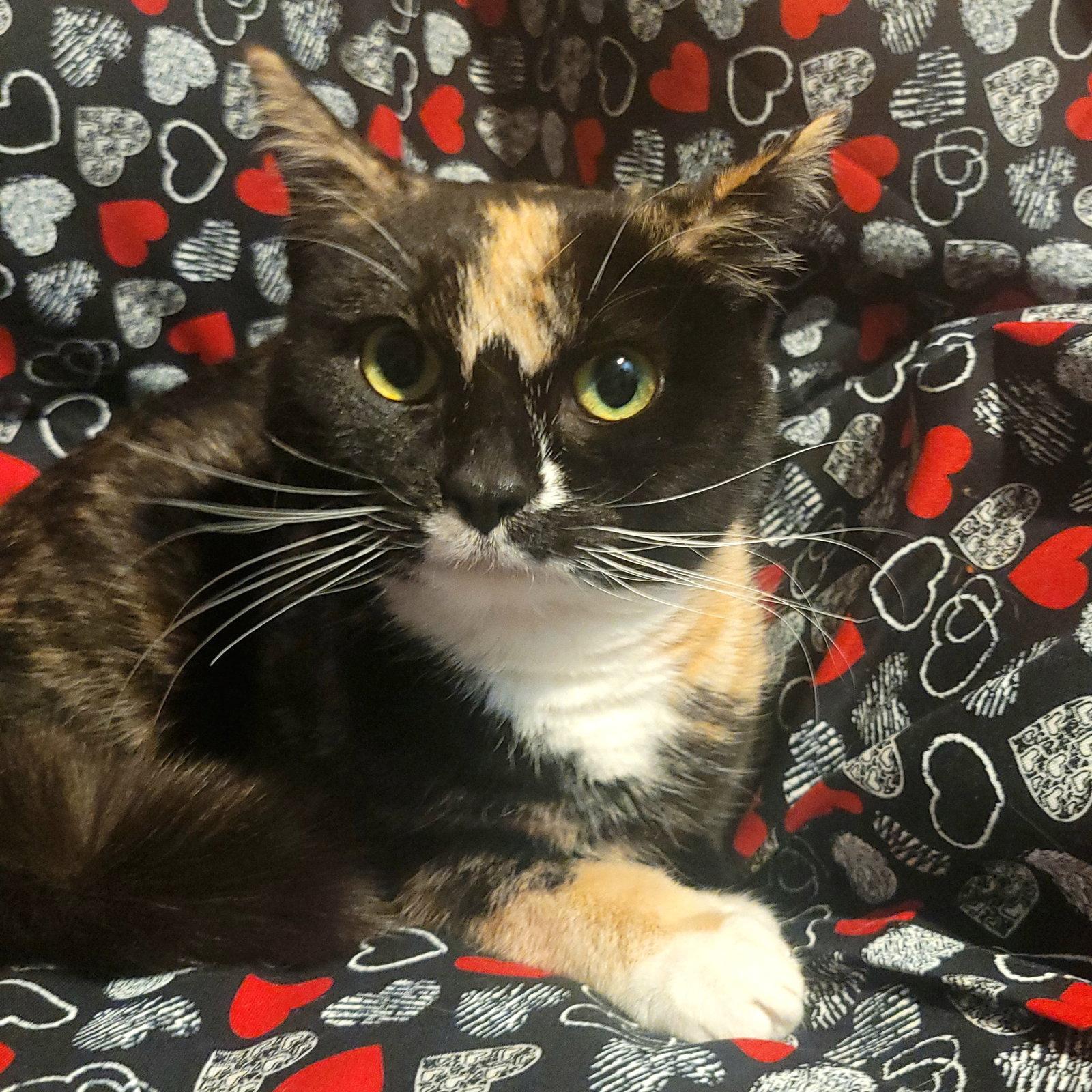 Bee Litter: CUCKOO, a Adoptable Domestic Short Hair in Akron, OH image 3/3