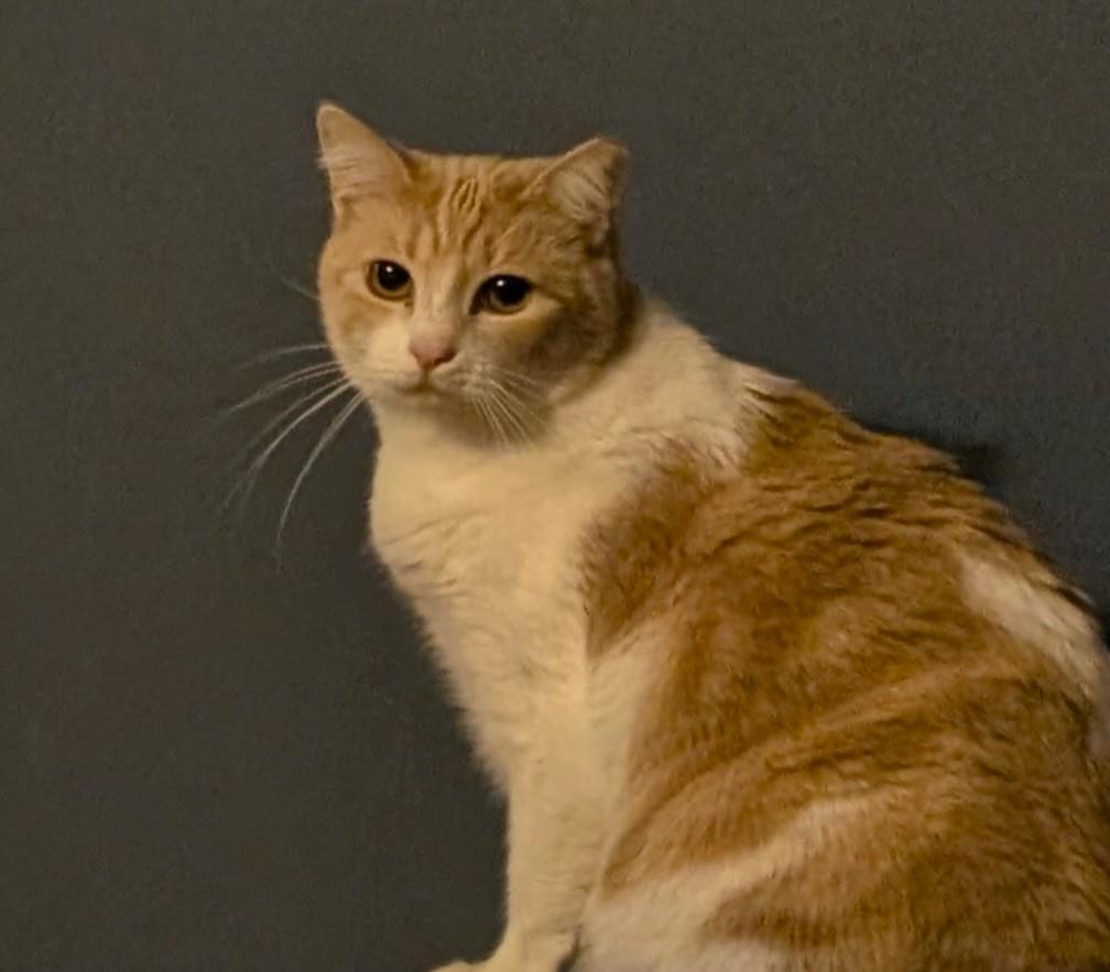 Tia Maria (Mary), an adopted Domestic Short Hair in Jacksonville, FL image 1/4