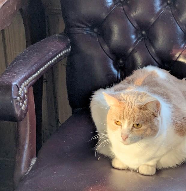 Tia Maria (Mary), an adopted Domestic Short Hair in Jacksonville, FL image 3/4