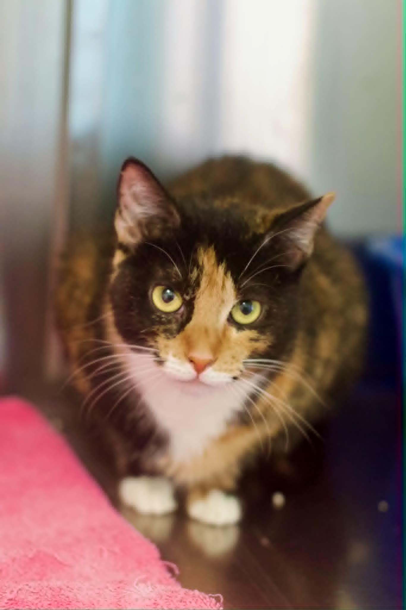 Enlarge Tessa, a ADOPTABLE Domestic Short Hair in Umatilla, FL image 3/3