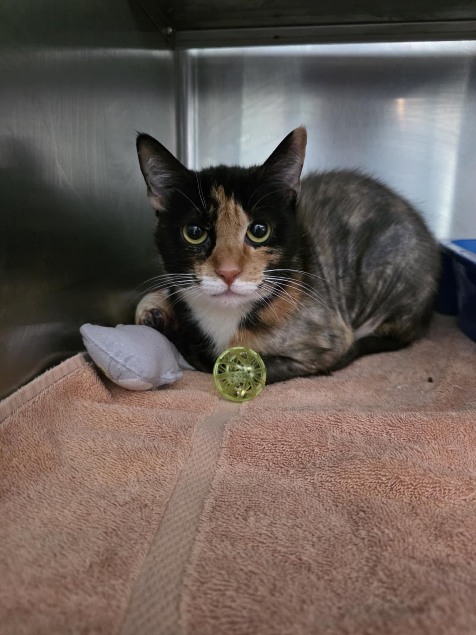 Enlarge Tessa, a ADOPTABLE Domestic Short Hair in Umatilla, FL image 1/1