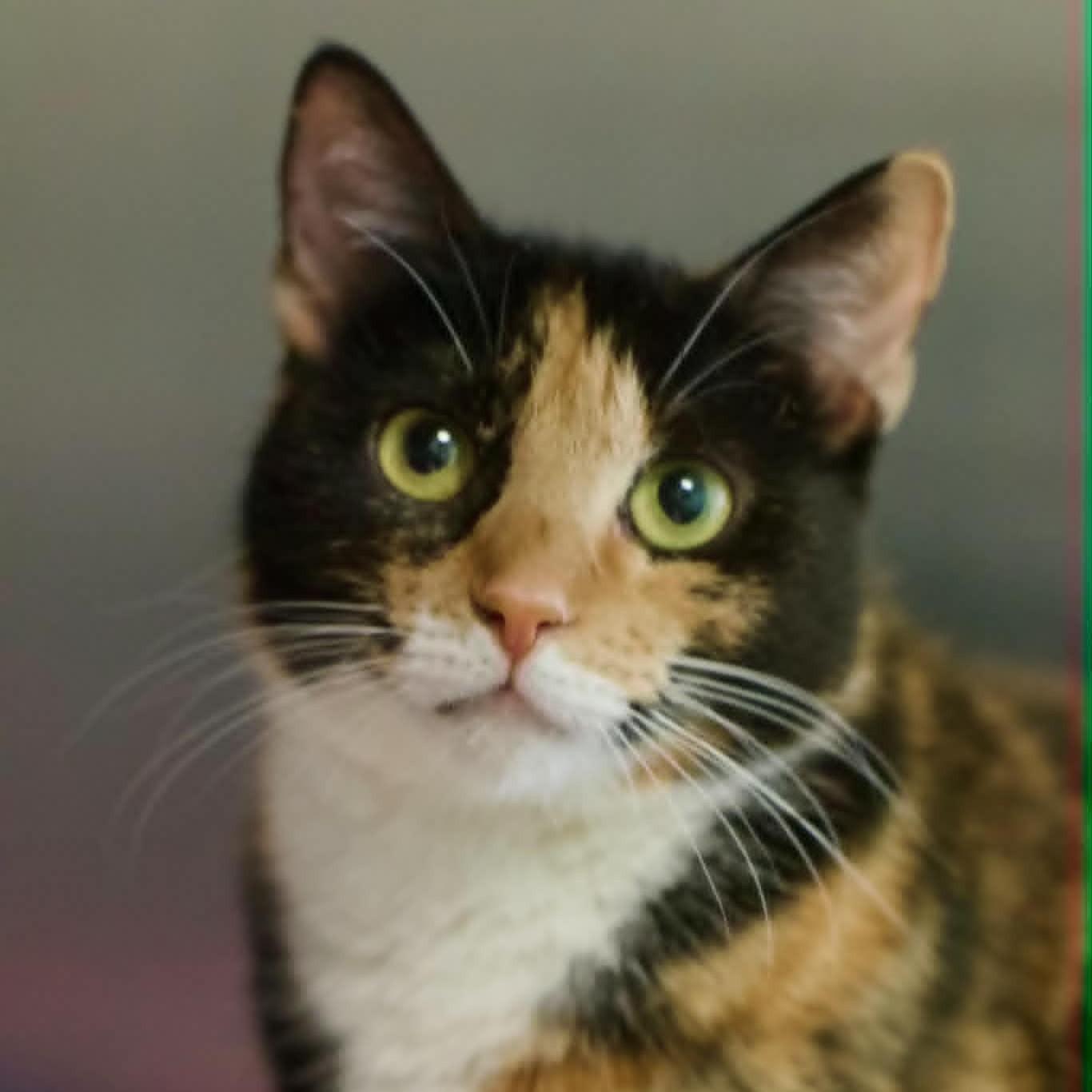 Tessa, ADOPTABLE, Adult Female Domestic Short Hair.