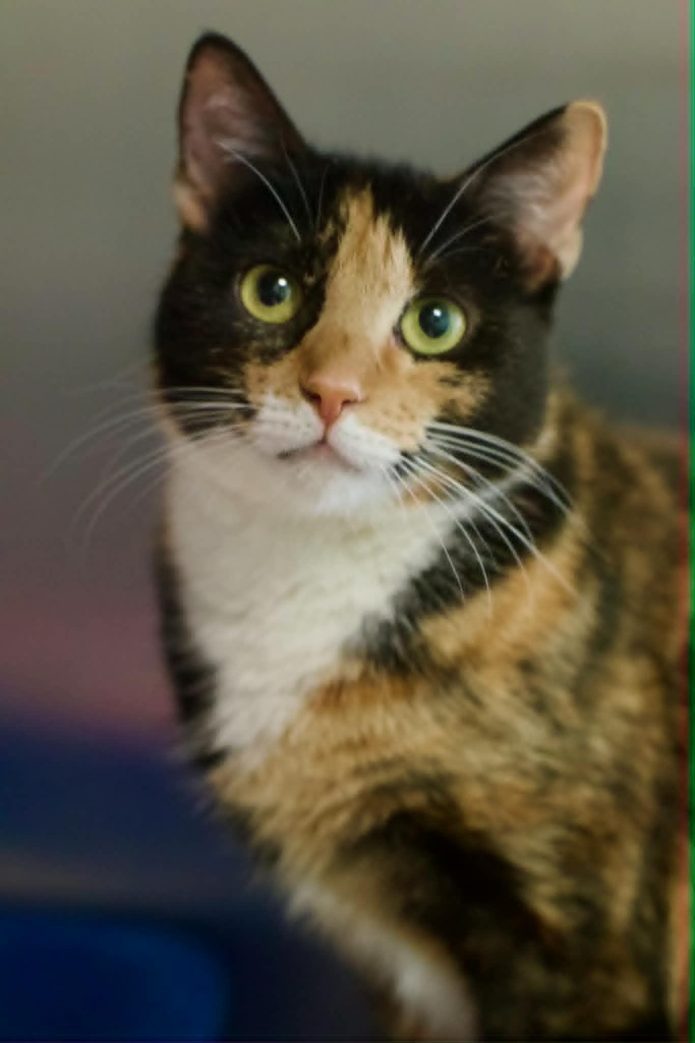 Enlarge Tessa, a ADOPTABLE Domestic Short Hair in Umatilla, FL image 2/3