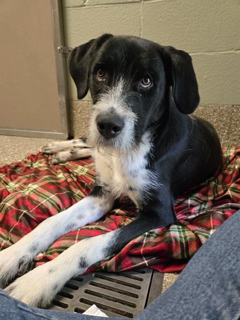 Enlarge PERU, a Adoptable mixed breed in Clyde, NC image 1/1