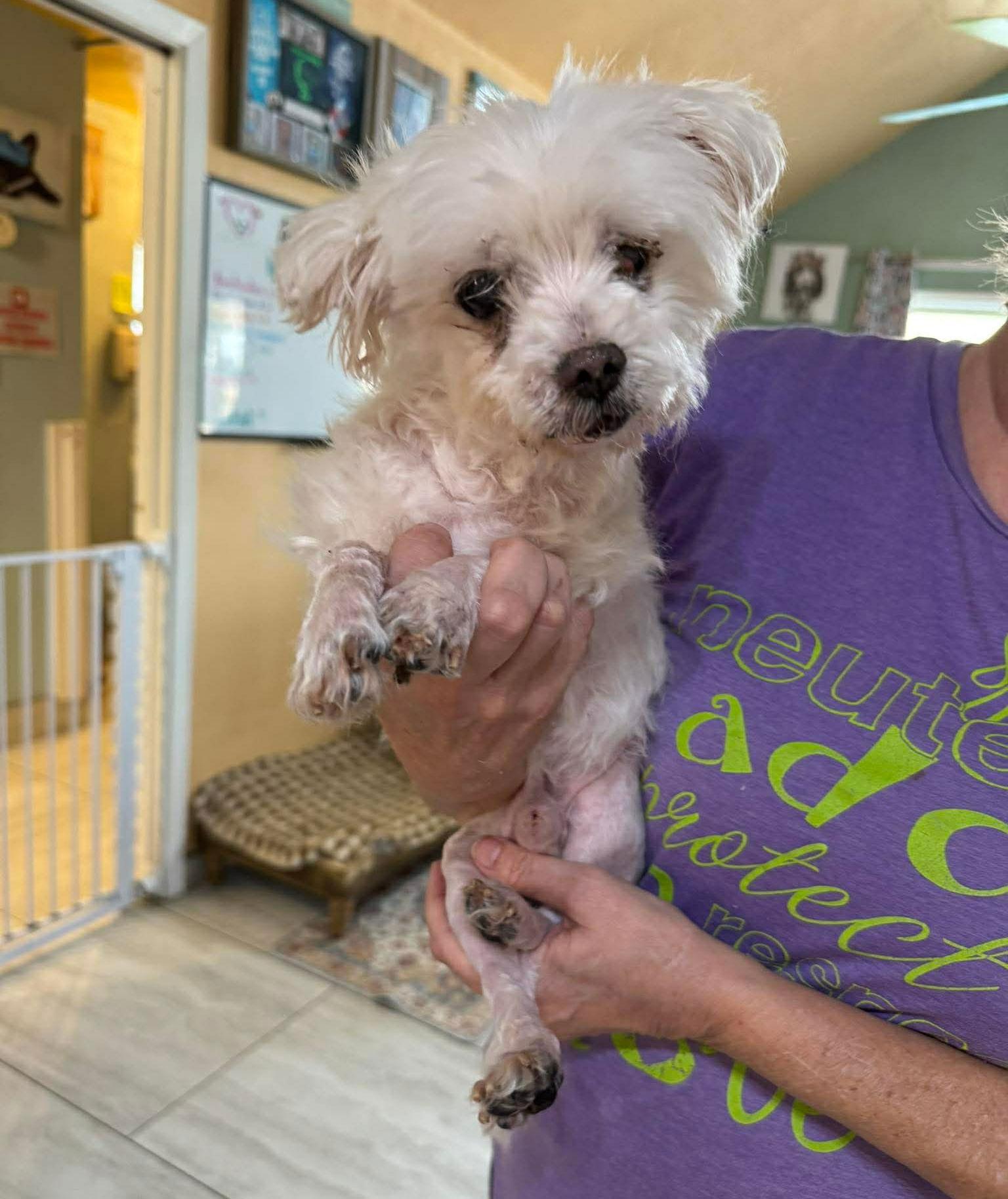 Enlarge Pup Cup (NOT YET AVAILABLE), a Adoptable Maltese in Benton, LA image 1/1
