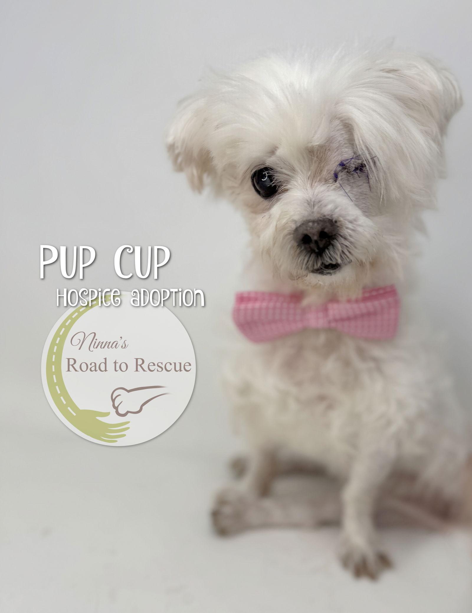 Pup Cup (ADOPTION FEE WAIVED), Adoptable, Senior Male Maltese.