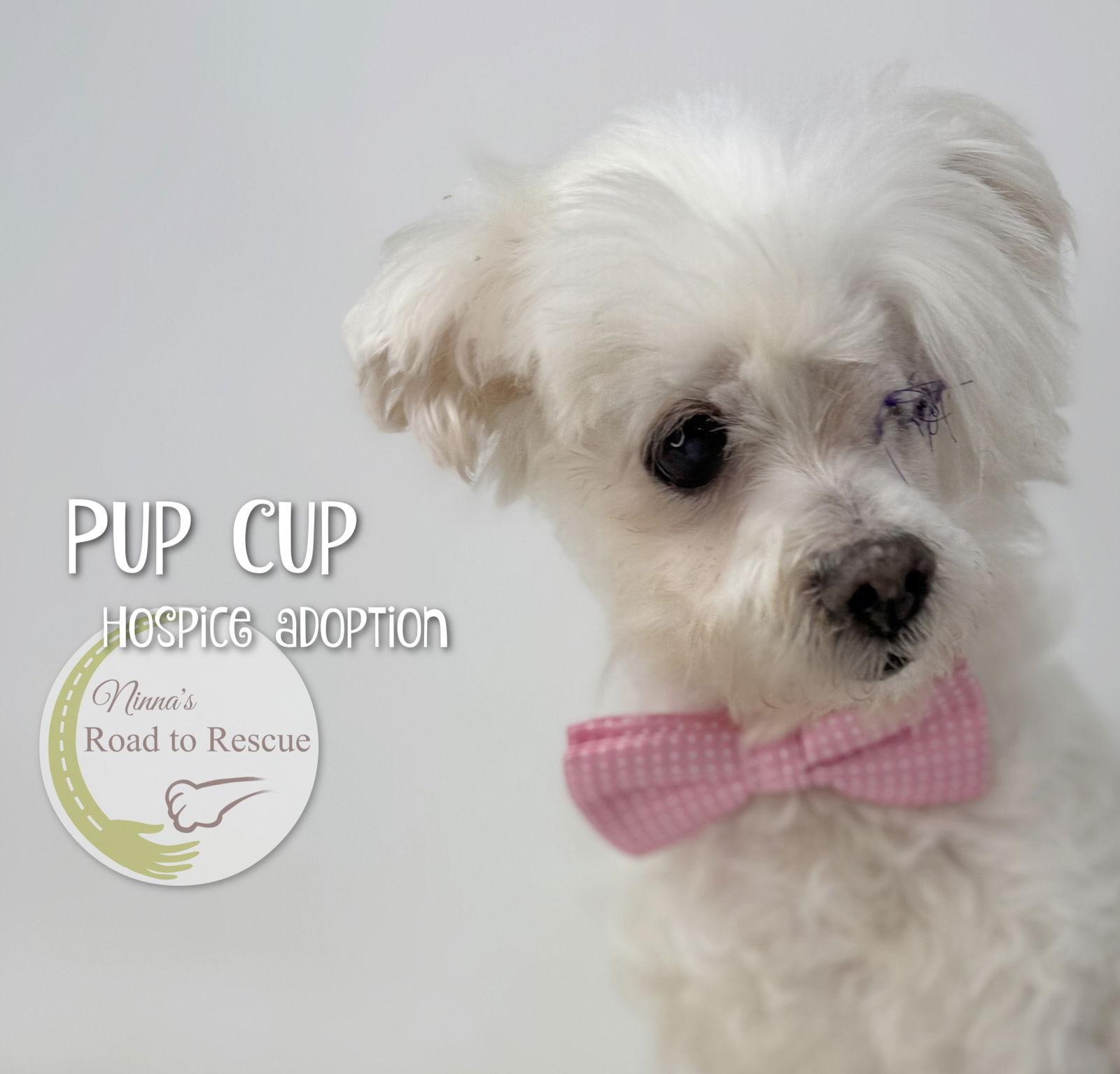 Pup Cup (ADOPTION FEE WAIVED), a Adoptable Maltese in Benton, LA image 2/2