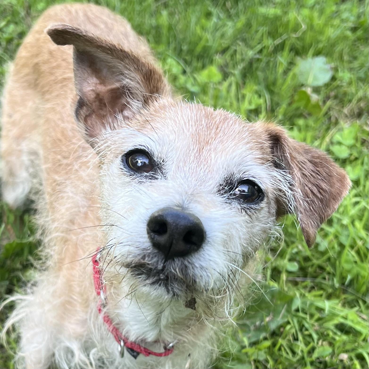 Ollie, adopted, Senior Male Terrier.