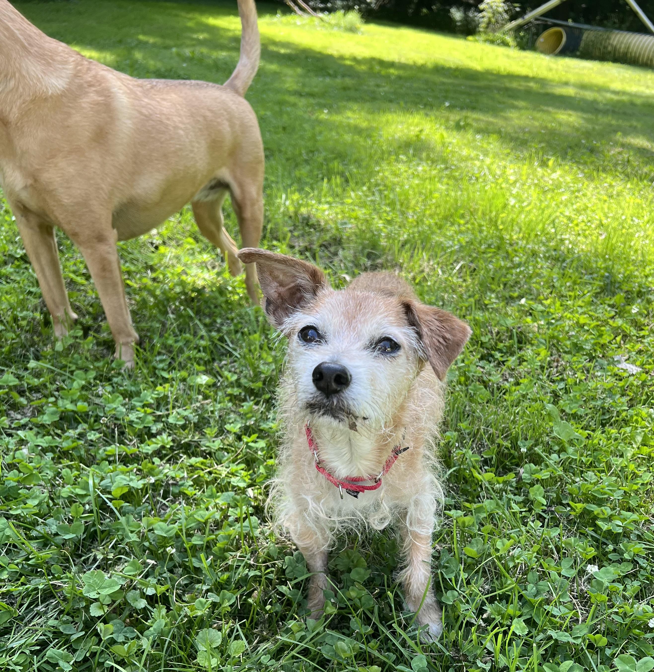 Ollie, an adopted mixed breed in Ithaca, NY image 2/4