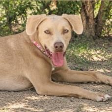 Enlarge Nagu, a Adoptable mixed breed in Oceanside, CA image 1/5