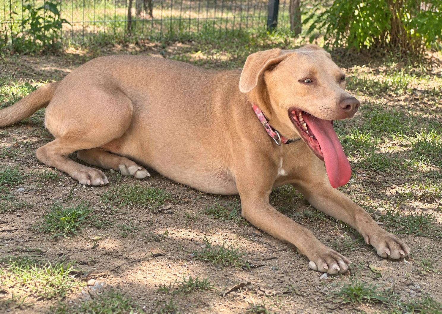 Enlarge Nagu, a Adoptable mixed breed in Oceanside, CA image 5/5
