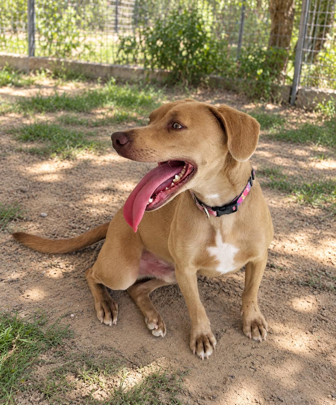 Enlarge Nagu, a Adoptable mixed breed in Oceanside, CA image 3/5