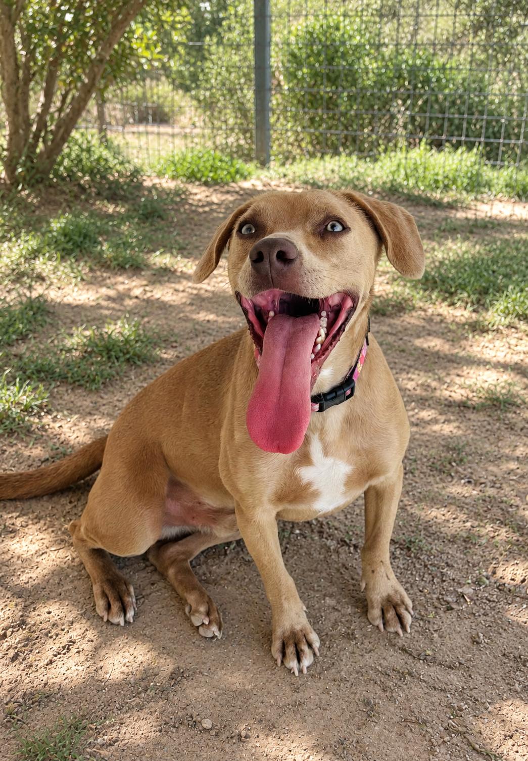 Enlarge Nagu, a Adoptable mixed breed in Oceanside, CA image 2/5