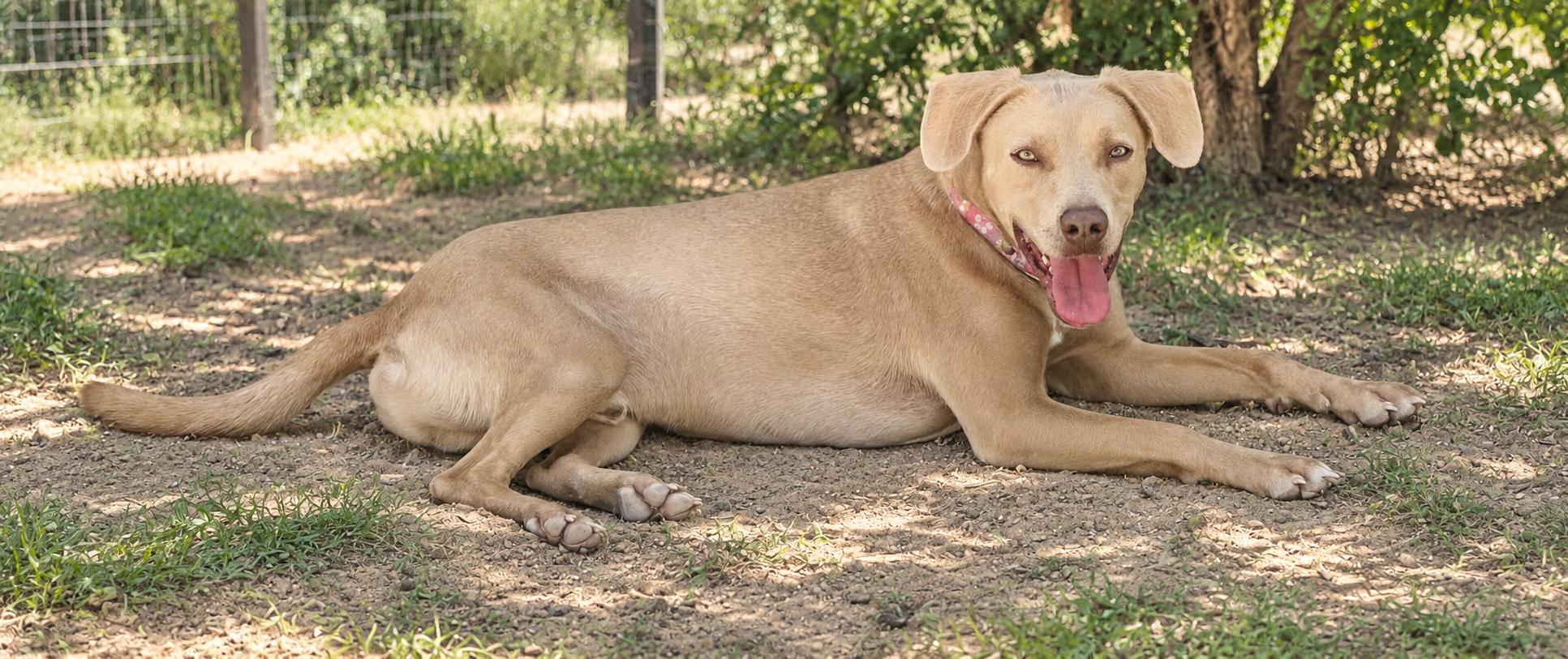 Enlarge Nagu, a Adoptable mixed breed in Oceanside, CA image 4/5