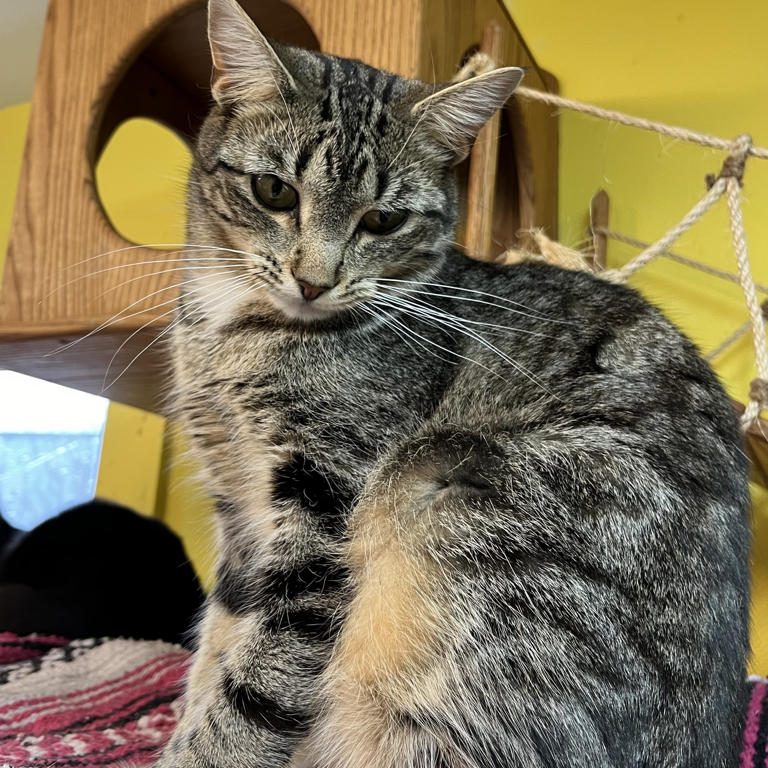 Meadow, an adoptable Domestic Short Hair in Cortland, NY, 13045 | Photo Image 6