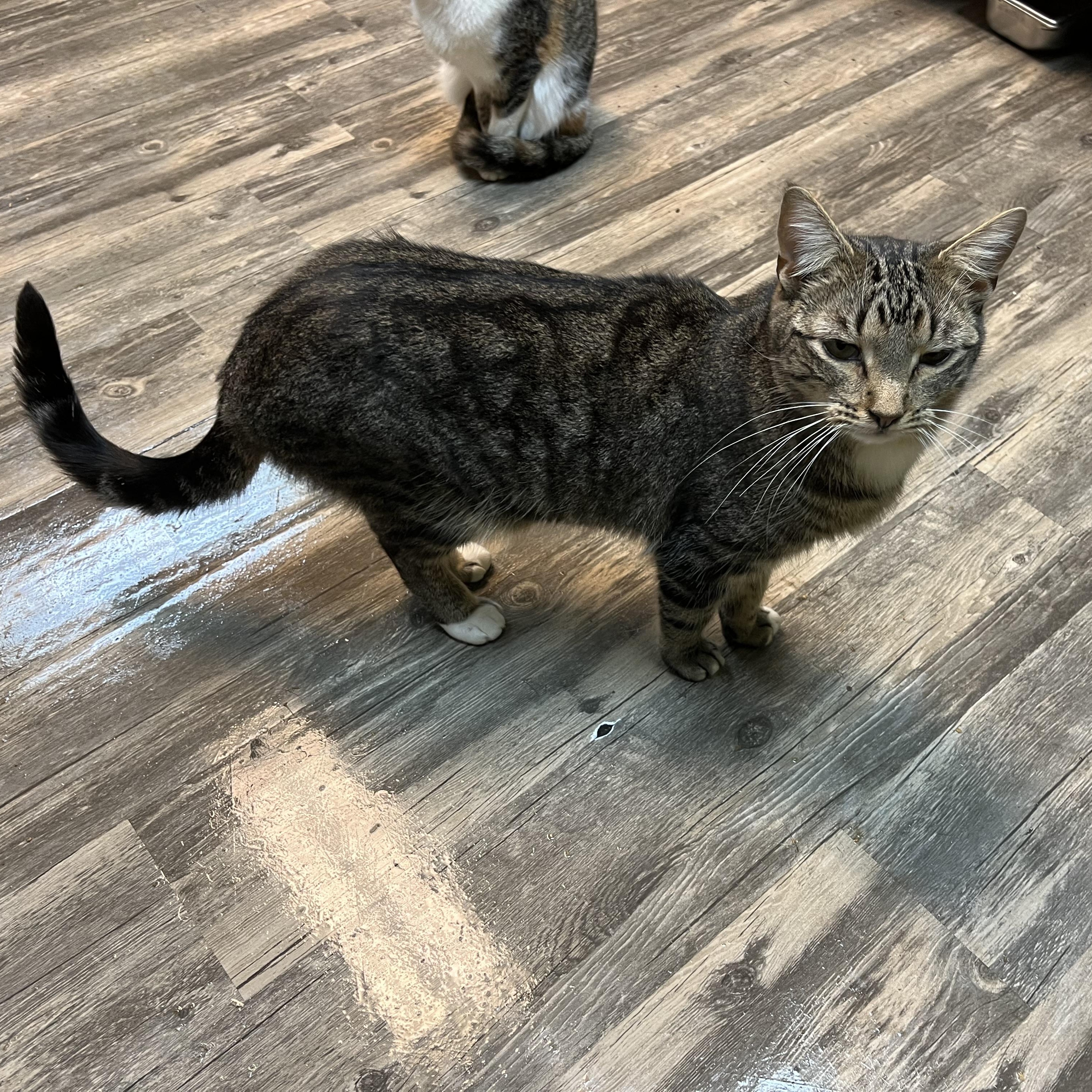 Meadow, an adoptable Domestic Short Hair in Cortland, NY, 13045 | Photo Image 2