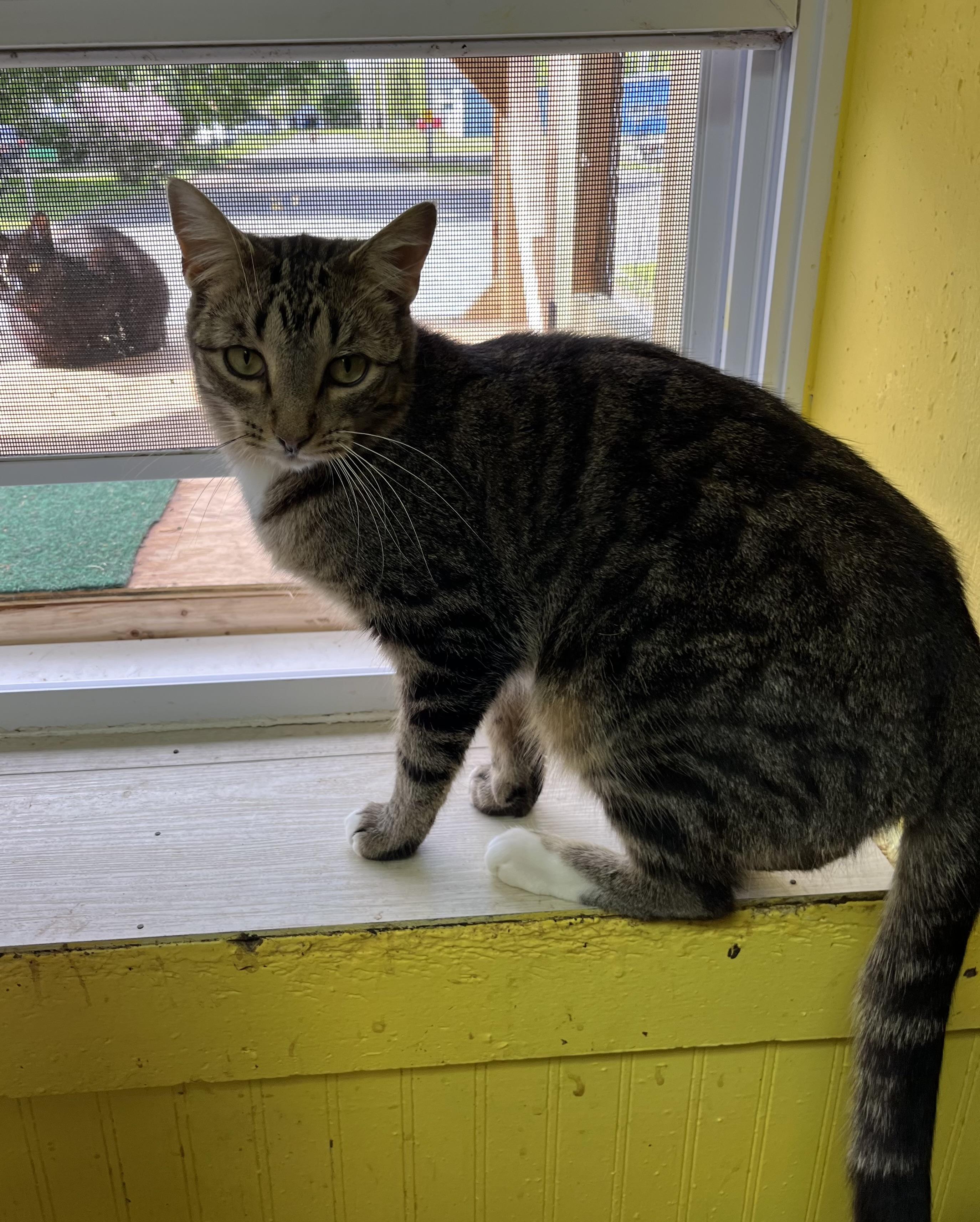 Meadow, an adoptable Domestic Short Hair in Cortland, NY, 13045 | Photo Image 5