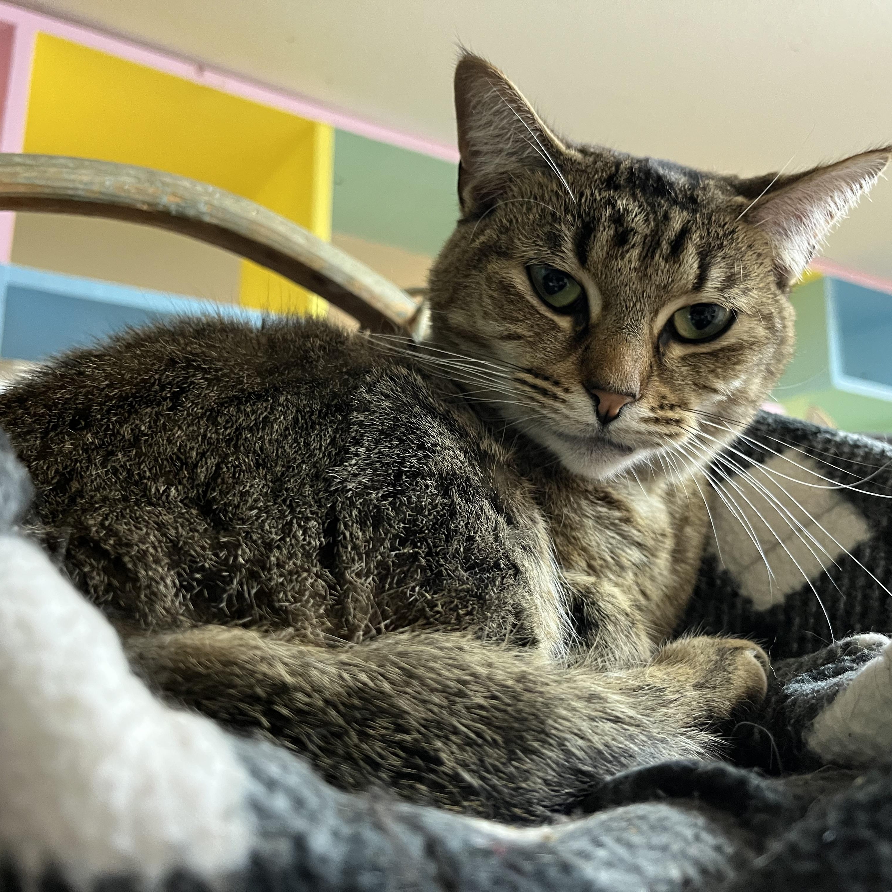 Meadow, an adoptable Domestic Short Hair in Cortland, NY, 13045 | Photo Image 4