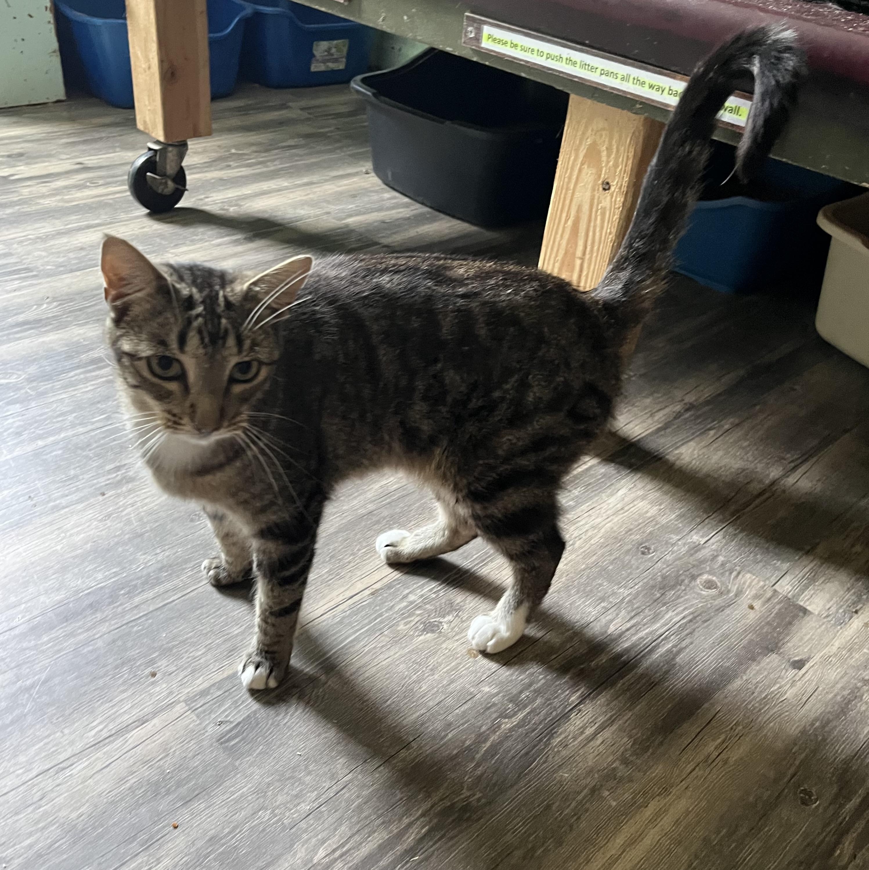Meadow, an adoptable Domestic Short Hair in Cortland, NY, 13045 | Photo Image 2
