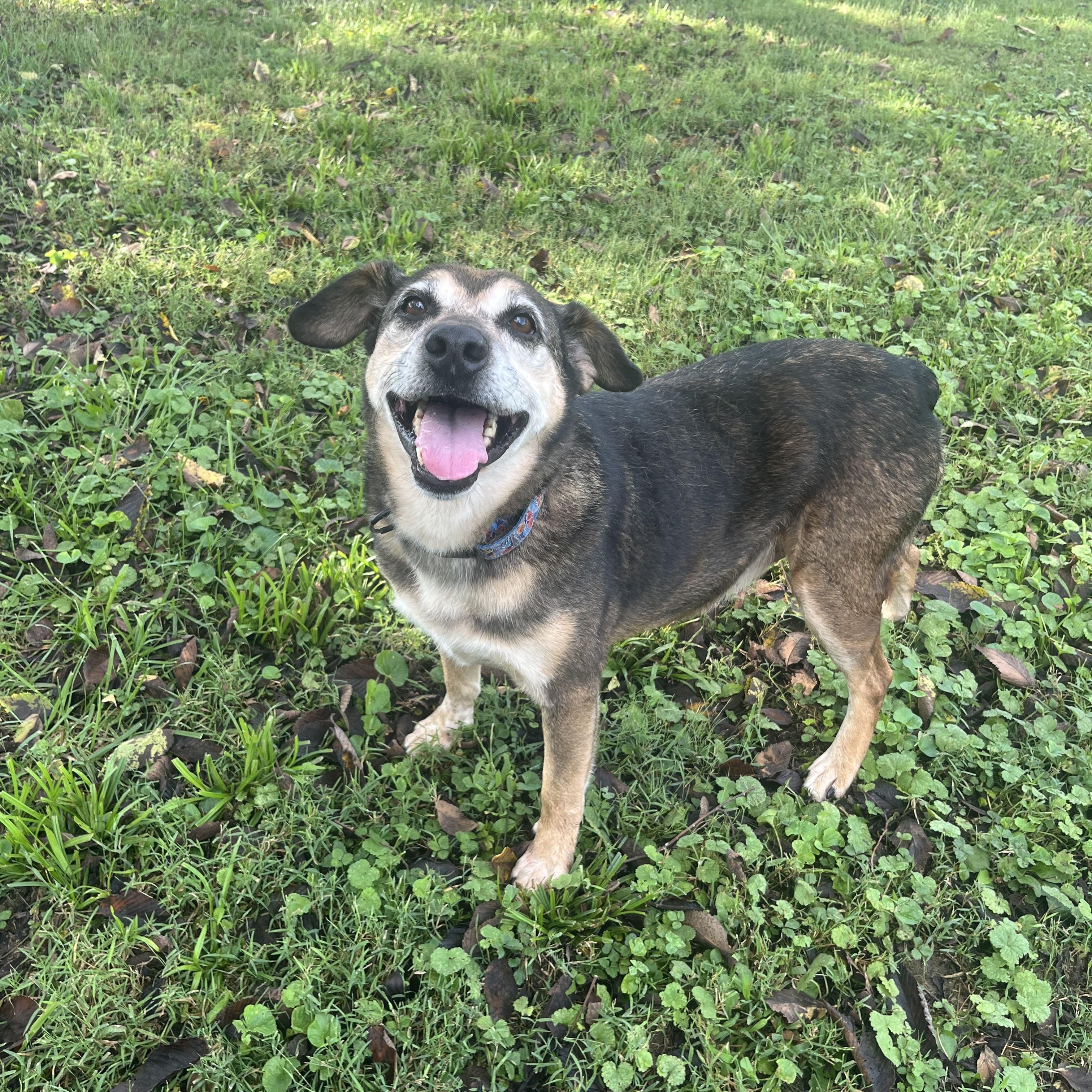 Templeton, Adoptable, Adult Male Cattle Dog & Hound.