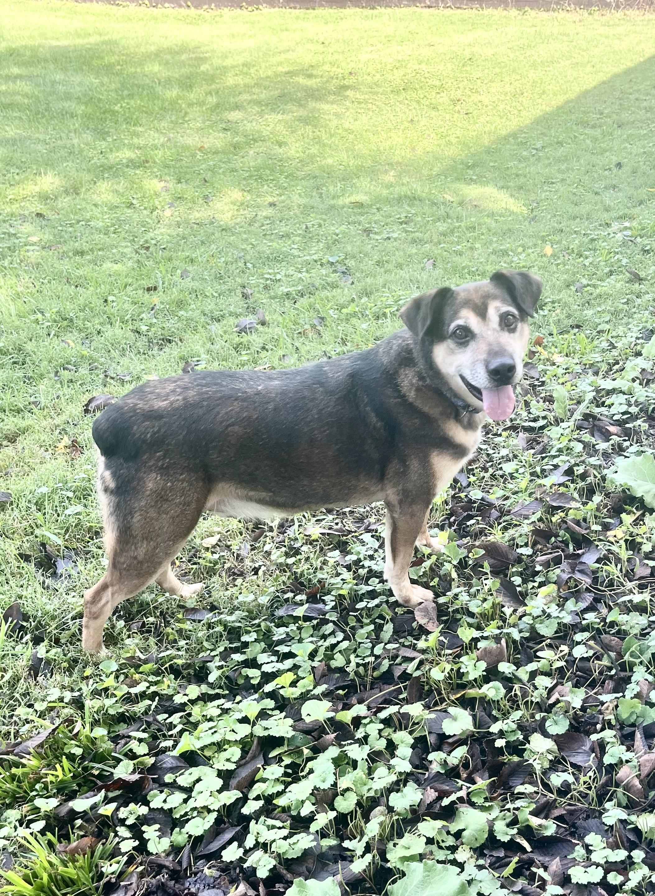Enlarge Templeton, a Adoptable mixed breed in Fairfax, VA image 2/4
