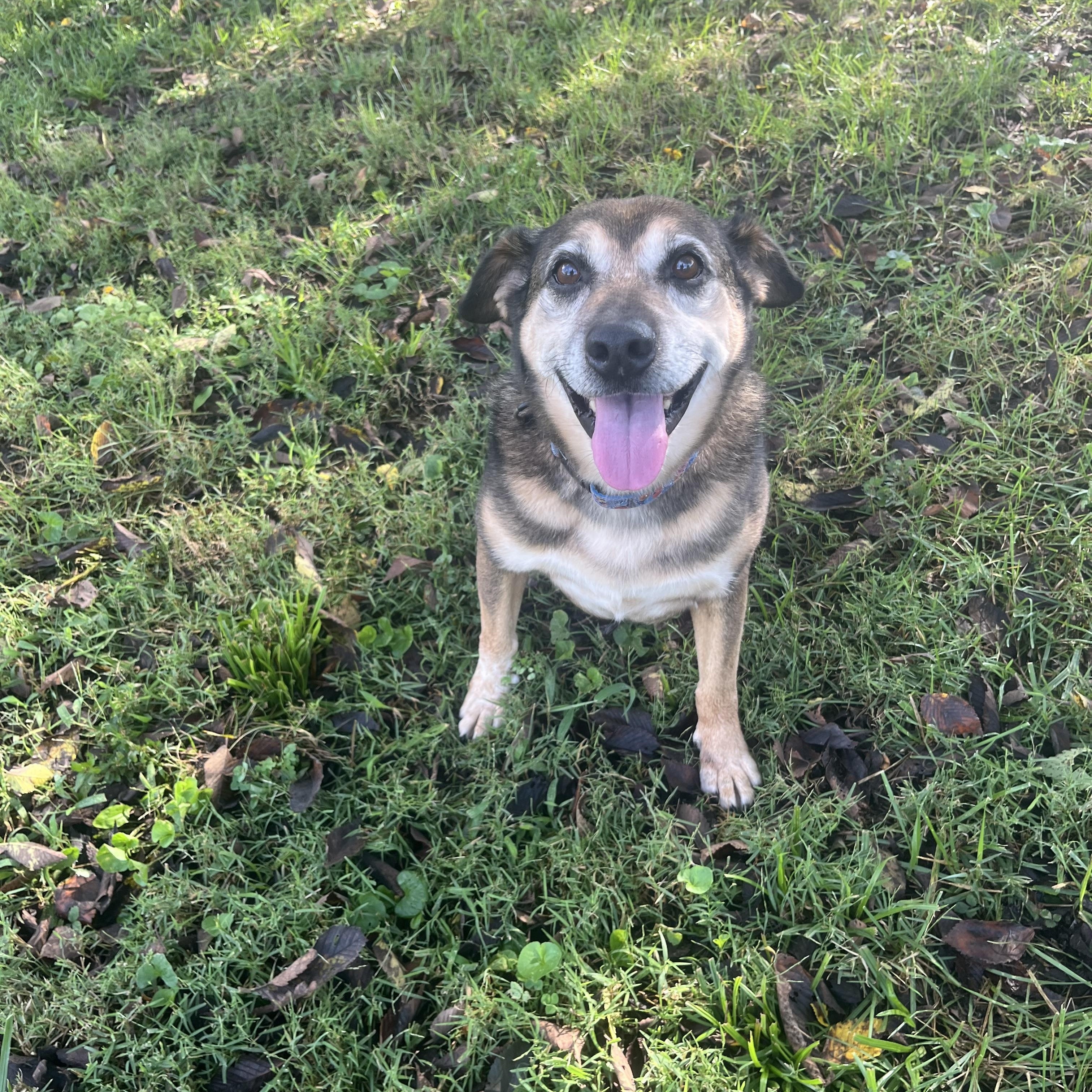 Enlarge Templeton, a Adoptable mixed breed in Fairfax, VA image 4/4