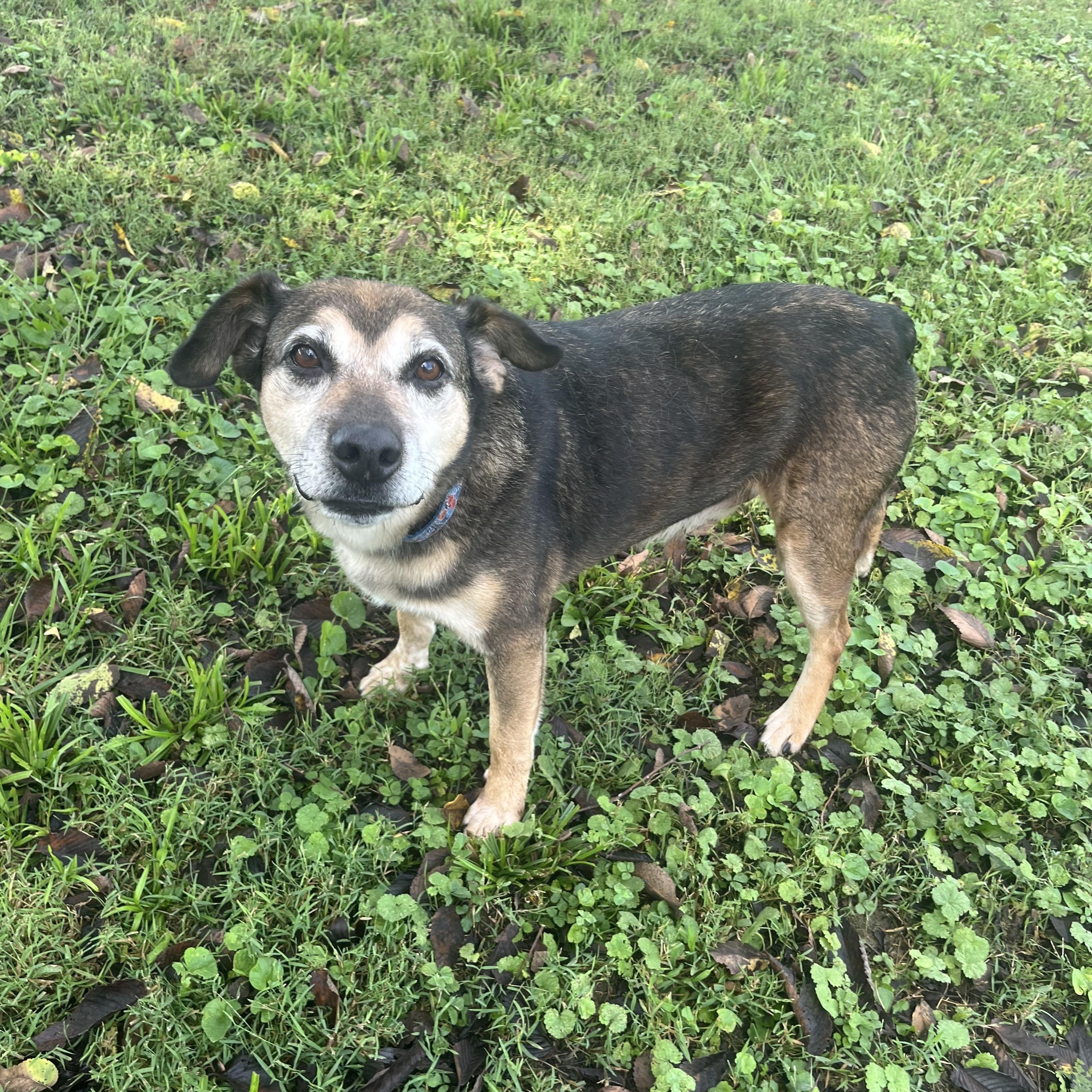 Enlarge Templeton, a Adoptable mixed breed in Fairfax, VA image 3/4