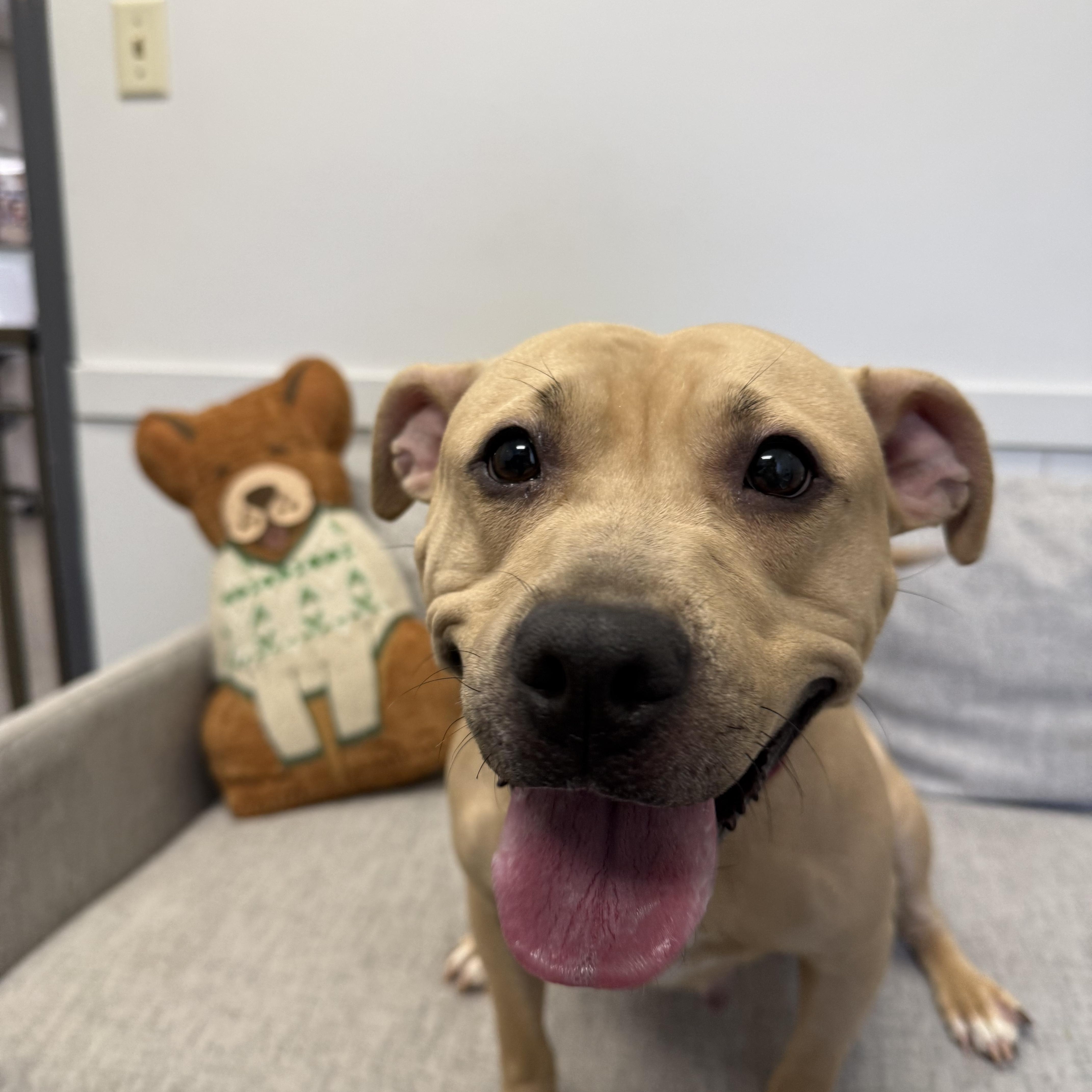 Enlarge Gucci, a ADOPTABLE mixed breed in Columbus, OH image 5/5