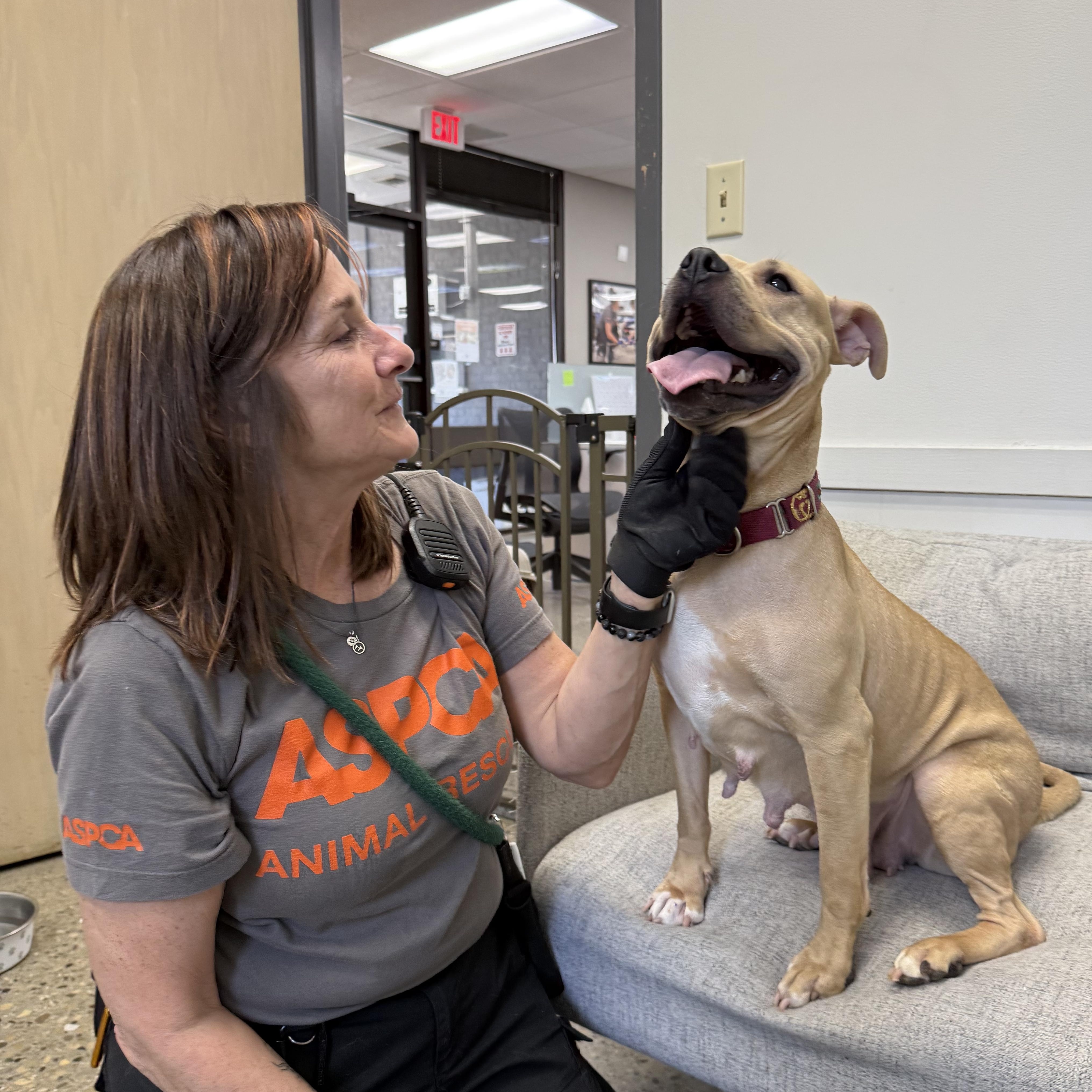 Enlarge Gucci, a ADOPTABLE mixed breed in Columbus, OH image 3/5