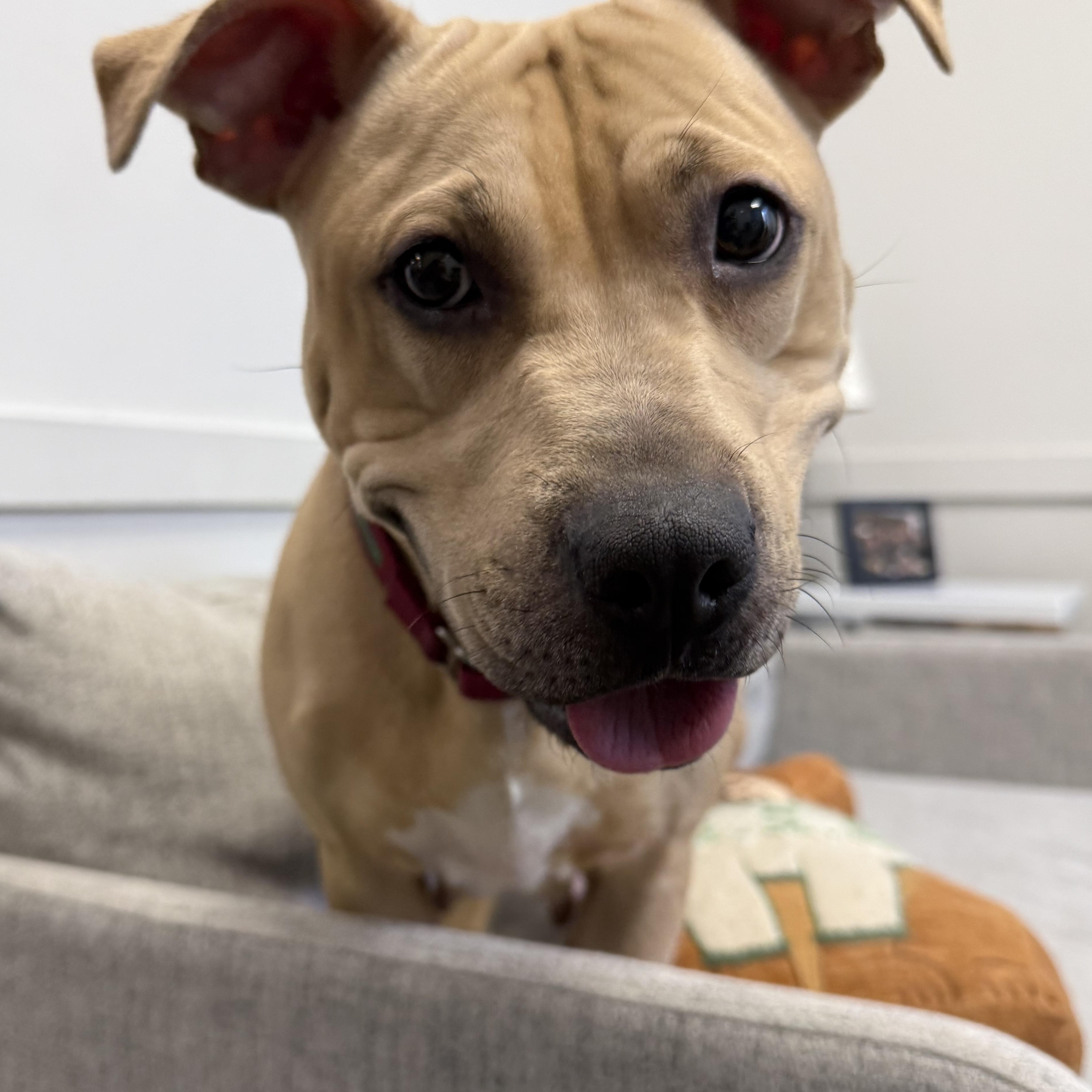 Enlarge Gucci, a ADOPTABLE mixed breed in Columbus, OH image 4/5