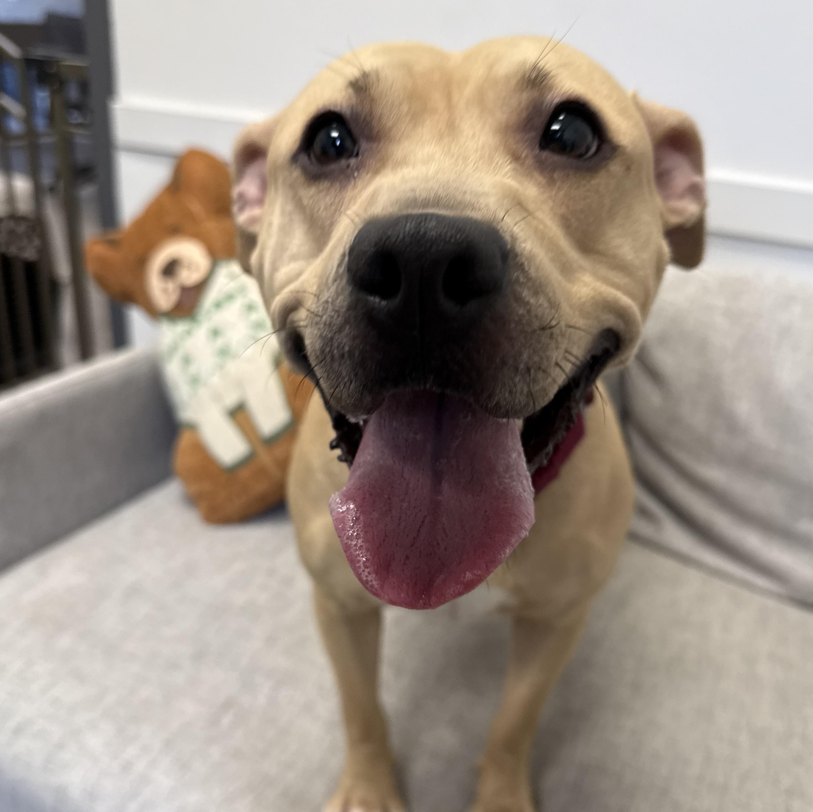 Enlarge Gucci, a ADOPTABLE mixed breed in Columbus, OH image 2/5